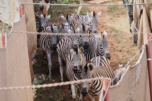 Zebras are rounded up at Maputo National Park in Mozambique, Wednesday, Oct. 1, 2025, to be relocated by truck to Banhine National Park. (Denisio Mulima/Peace Parks Foundation via AP) Zebras are rounded up at Maputo National Park in Mozambique, Wednesday, Oct. 1, 2025, to be relocated by truck to Banhine National Park. (Denisio Mulima/Peace Parks Foundation via AP)