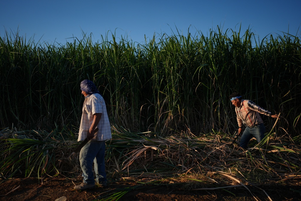 Manuel Gallegos, left, Hipolito Hernandez work in a sugarcane field in Niland, Calif., Thursday, Sept. 11, 2025. (AP Photo/Jae C. Hong)
