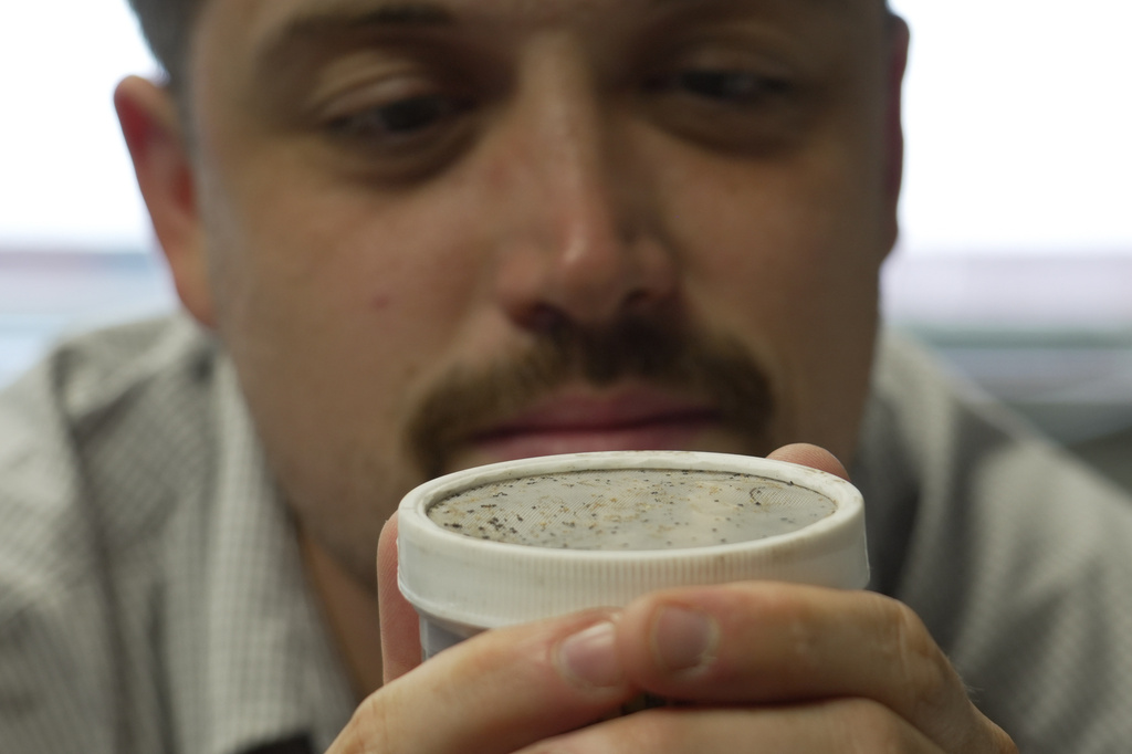 The mouth parts of hungry bedbugs protrude from a vented jar lid as Assistant Professor Christopher Hayes breathes across it in his office at North Carolina State University in Raleigh, N.C., on Monday, Aug. 3, 2026. (AP Photo/Allen G. Breed)