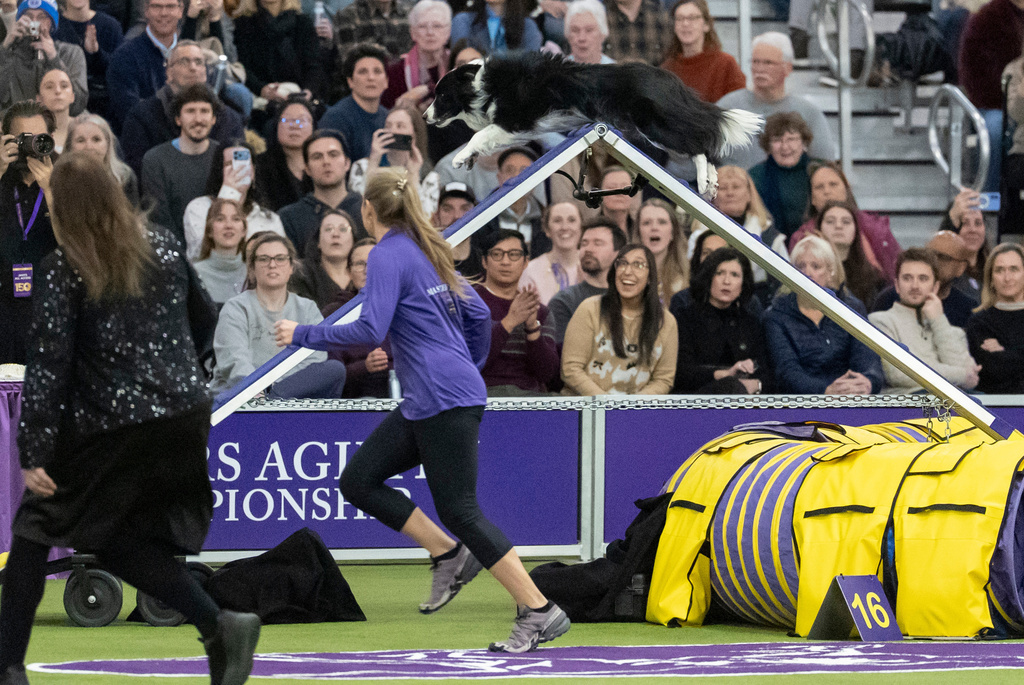 A Border Collie, competes in the Masters Agility Championship Finals at the 150th Westminster Kennel Club Dog show, Saturday, Jan. 31, 2026, at the in New York. (AP Photo/Yuki Iwamura)