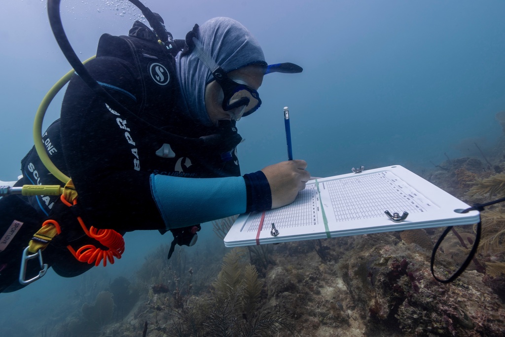 Estefany Vargas, laboratory coordinator at Fundemar, conducts observations and takes measurements on the physical state of corals in Bayahibe, Dominican Republic on Oct. 17, 2025. (AP Photo/Francesco Spotorno)