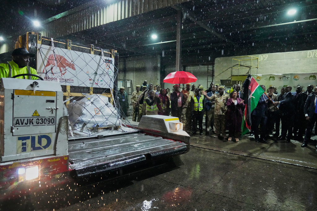 Four mountain bongos, a type of antelope, repatriated from the Czech Republic, arrive at Jomo Kenyatta International Airport in Nairobi, Kenya, Tuesday, April 28, 2026. (AP Photo/Brian Inganga)