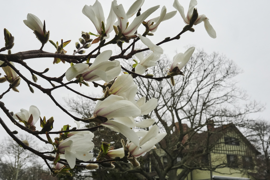 A magnolia tree blooms Wednesday, April 22, 2026, in Newport, R.I. (AP Photo/Joshua A. Bickel)