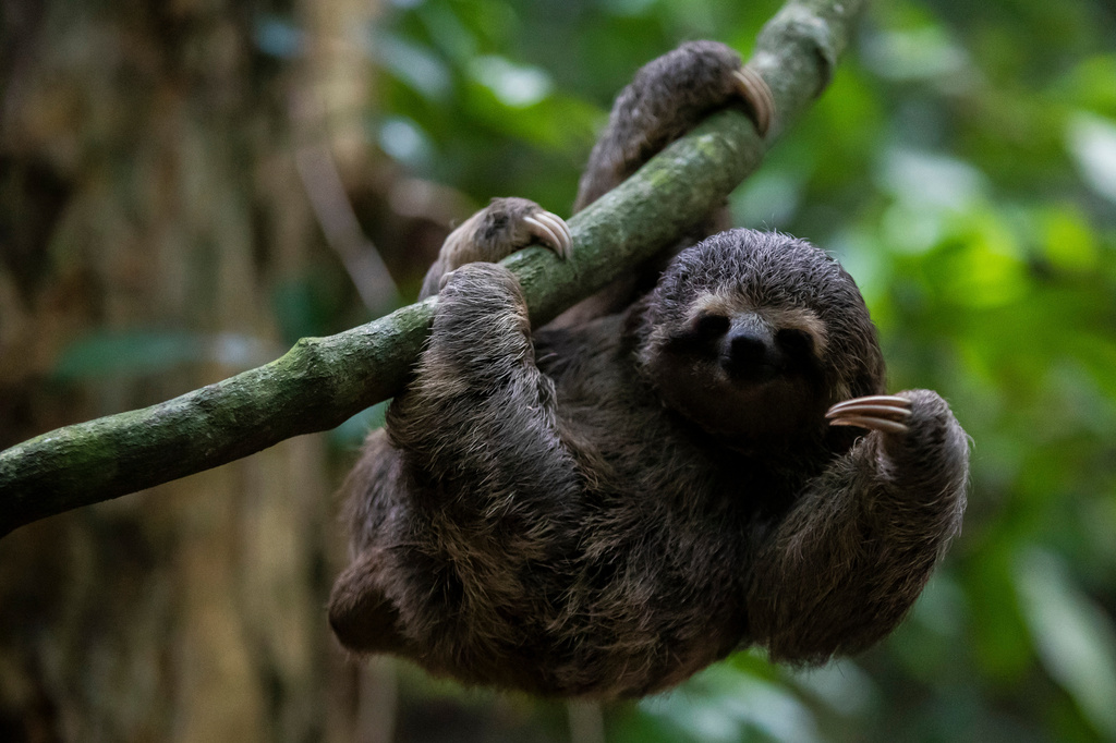 FILE - A young sloth hangs from a branch in the Botanical Garden in Rio de Janeiro, Brazil, Monday, March 13, 2023. (AP Photo/Bruna Prado, File)