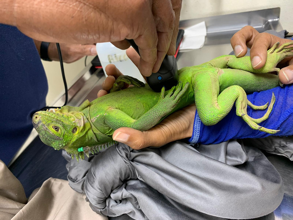 This photo provided by the Anguilla National Trust shows a Lesser Antillean iguana from Dominica undergoing a health screening in Dominica in 2021, before being translocated to Prickly Pear East, an islet off mainland Anguilla, as part of a species reintroduction program. (Anguilla National Trust photo/Farah Mukhida via AP)