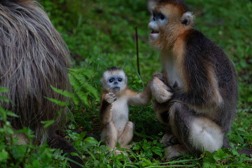 Golden snub-nosed monkeys sit together in the Shennongjia National Park in Shennongjia in central China's Hubei province on Wednesday, June 18, 2025. (AP Photo/Ng Han Guan) Golden snub-nosed monkeys sit together in the Shennongjia National Park in Shennongjia in central China's Hubei province on Wednesday, June 18, 2025. (AP Photo/Ng Han Guan)