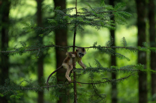 A baby golden snub-nosed monkey climbs on a branch in the Shennongjia National Park in Shennongjia in central China's Hubei province on Wednesday, June 18, 2025. (AP Photo/Ng Han Guan) A baby golden snub-nosed monkey climbs on a branch in the Shennongjia National Park in Shennongjia in central China's Hubei province on Wednesday, June 18, 2025. (AP Photo/Ng Han Guan)