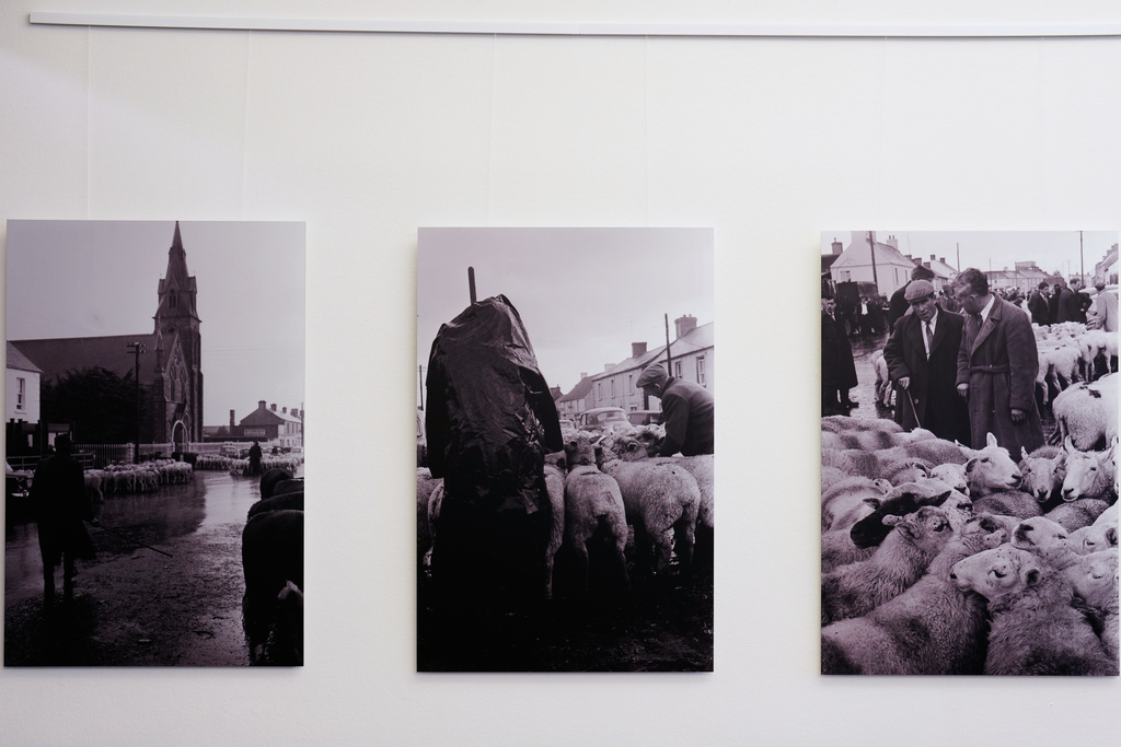 Photos flock of sheeps taken by Dieter Endlicher, a former photographer of The Associated Press, in Ireland in 1963 at the exhibition Ireland In The Frame, at the Irish embassy in Berlin, Germany, Saturday, Nov. 22, 2025. (AP Photo/Markus Schreiber)