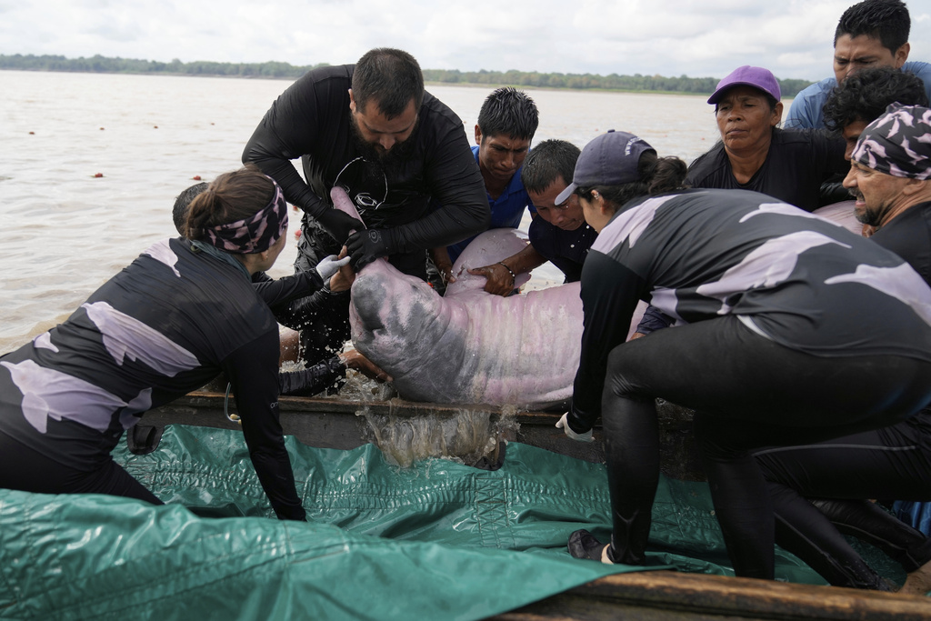 Scientists and veterinarians capture a pink river dolphin in the Amazon River for health checks in Puerto Narino, Colombia, Sunday, Sept. 7, 2025. (AP Photo/Fernando Vergara)