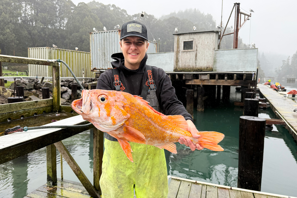 This photo, provided by Deirdre Lamb, shows Mendocino County fisherman Brendan Walsh, with a 10.25 lbs. canary rockfish he caught of the coast of Albion, about 150 miles north of San Francisco on Tuesday, Dec. 16, 2025. (Deidre Lamb via AP)