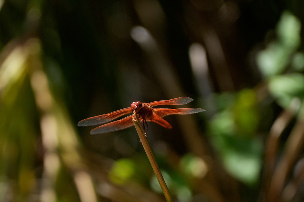 A dragonfly rests on a plant at the Lake Merritt Dragonfly Habitat Garden in Oakland, Calif., Friday, Aug. 21, 2026. (AP Photo/Jeff Chiu)