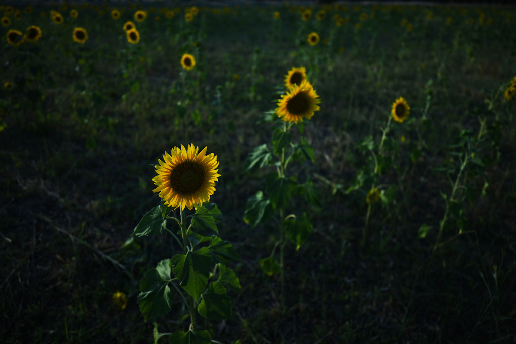 Sunflowers stand in a field in Lobos, Argentina, Tuesday, Jan. 13, 2026. (AP Photo/Natacha Pisarenko)