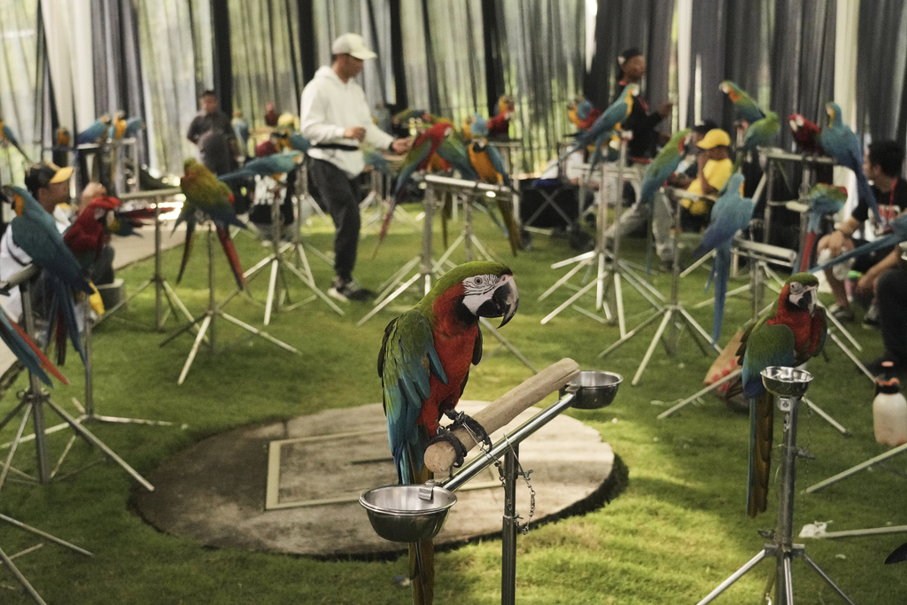 Macaws perch on stands during a free fly competition in Sentul, Indonesia, Saturday, Aug. 23, 2025. (AP Photo/Tatan Syuflana)