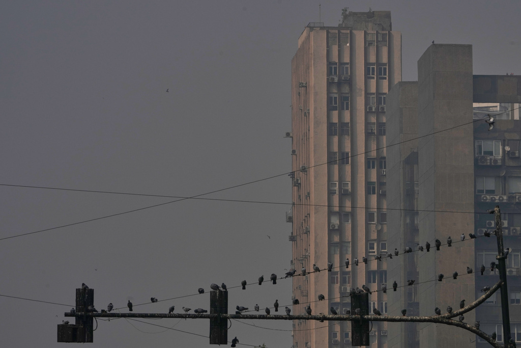 Pigeons sit on a traffic light pole against a grey and smoggy noon sky in New Delhi, India, Tuesday, Nov. 18, 2025. (AP Photo/Manish Swarup)
