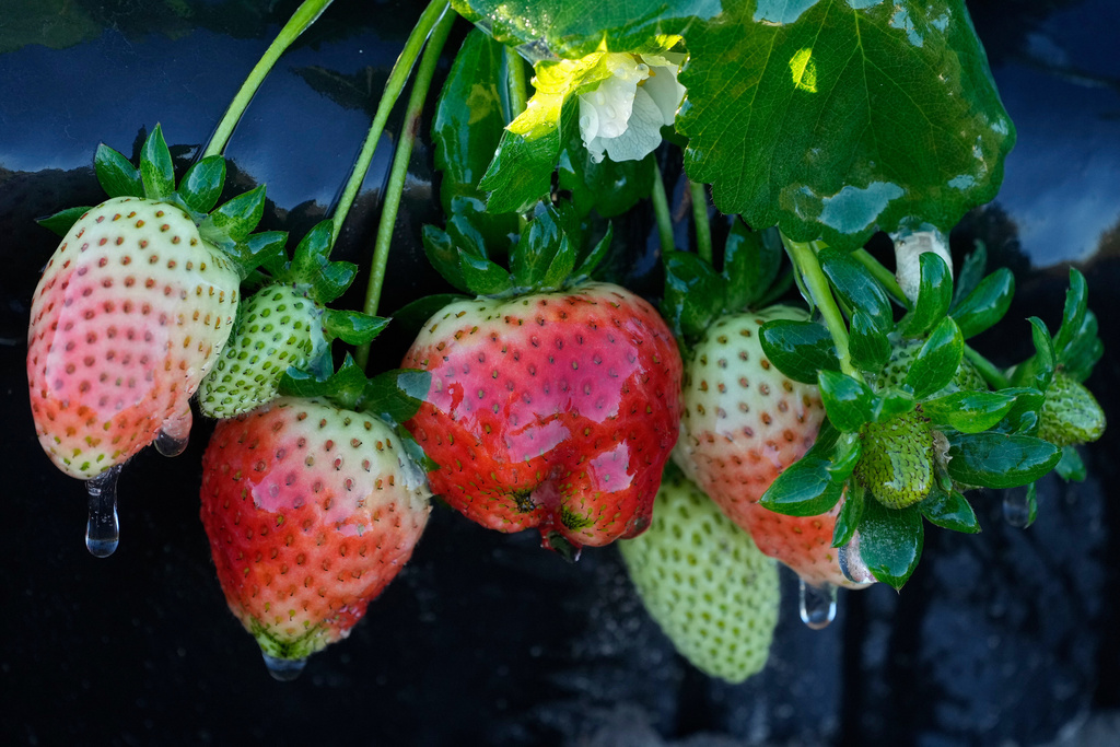 A protective coating of ice clings to strawberries in sub-freezing temperatures at a field Friday, Jan. 16, 2026, in Plant City, Fla. (AP Photo/Chris O'Meara)