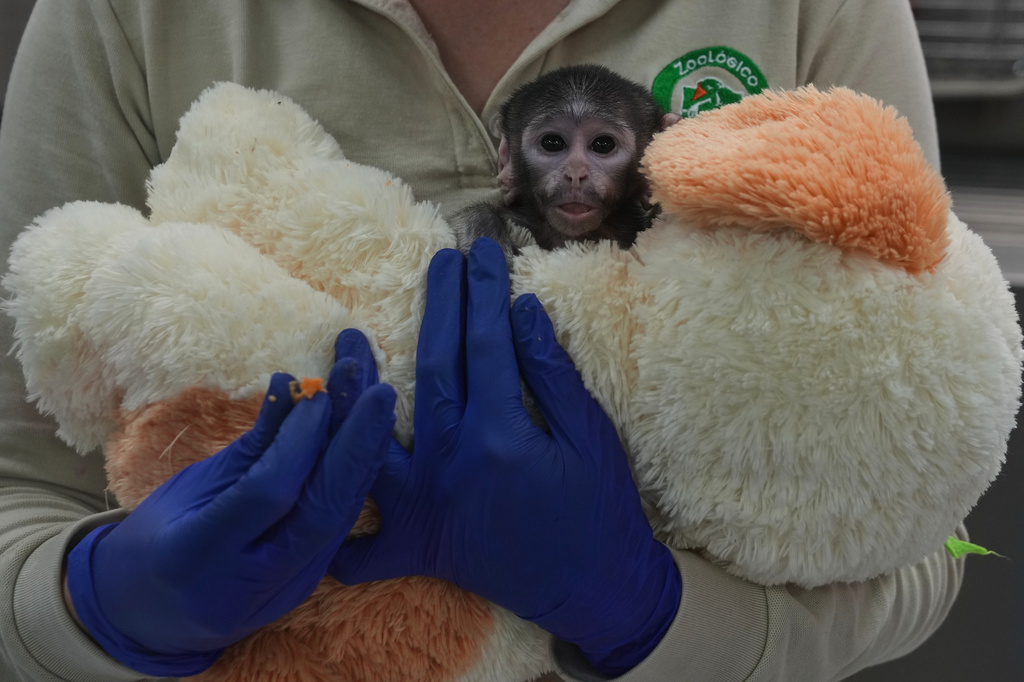 A veterinarian holds a baby monkey named Yuji, who lives with a stuffed dog that serves as a surrogate, while he receives care at a special care center at the zoo in Guadalajara, Mexico, Wednesday, April 15, 2026. (AP Photo/Refugio Ruiz)
