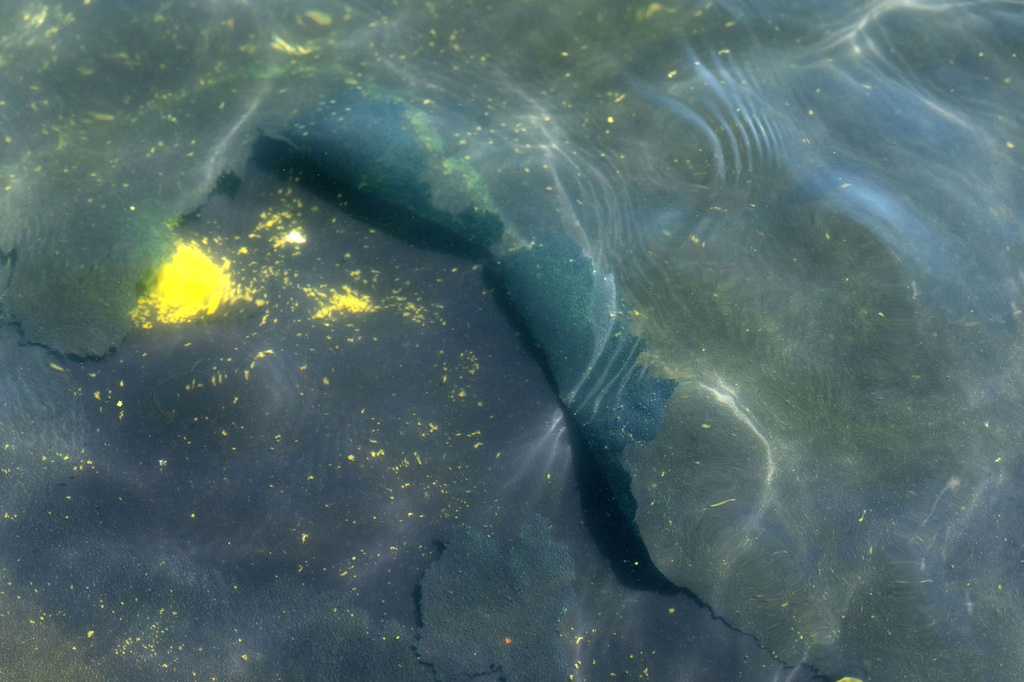 A peeling section of blue coating is seen in the Lincoln Memorial Reflecting Pool, Saturday, June 20, 2026, in Washington. (AP Photo/Mark Schiefelbein)