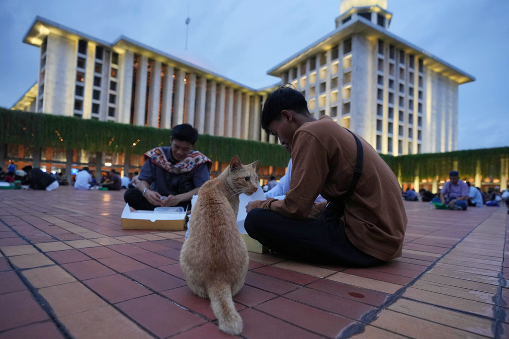 A stray cat sits nearby as people break their fast during the first day of the holy fasting month of Ramadan, at Istiqlal Mosque in Jakarta, Indonesia, Thursday, Feb. 19, 2026. (AP Photo/Dita Alangkara)