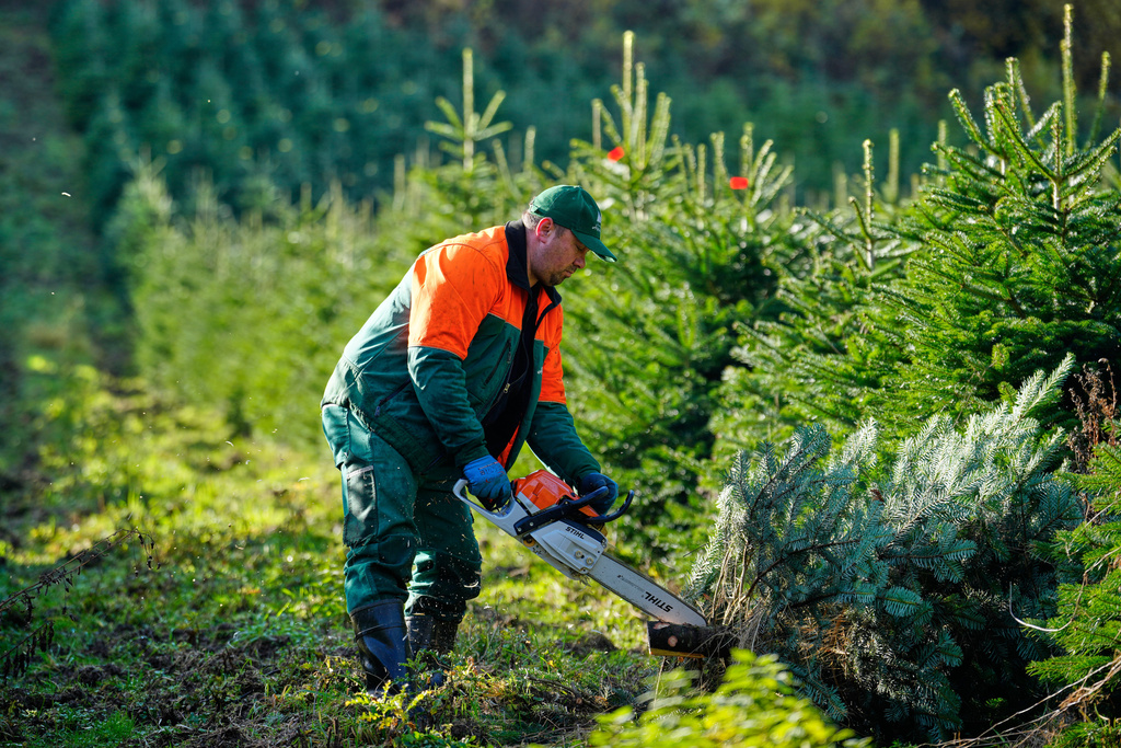 A man cuts a fir on a Christmas tree farm at the beginning of the harvest season for Christmas in Sundern, in the Sauerland region, Germany, Monday, Nov. 3, 2025. (AP Photo/Martin Meissner)