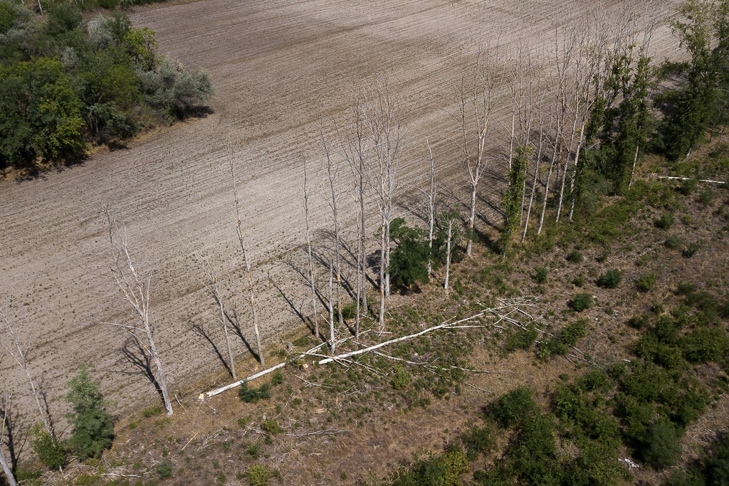 Dry trees stand in Kiskunmajsa, Hungary, Wednesday, July 30, 2025. (AP Photo/Denes Erdos)