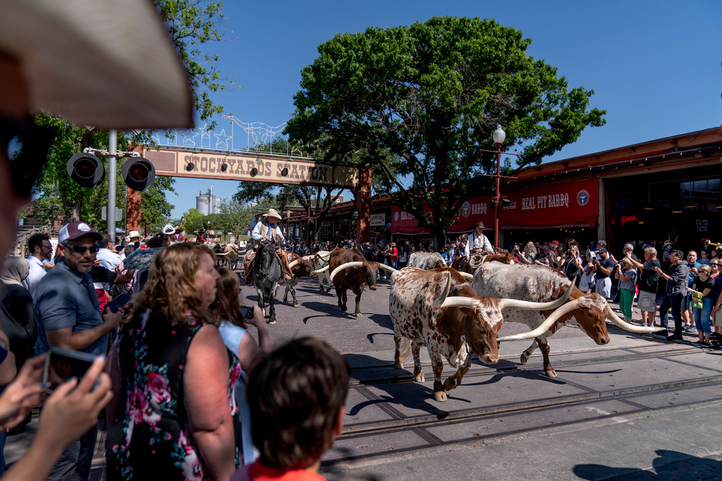 FILE - People watch as longhorn steers are moved through the Stockyards National Historic District as part of world's only twice daily cattle drive, April 21, 2023, in Forth Worth, Texas. (AP Photo/David Goldman, File)