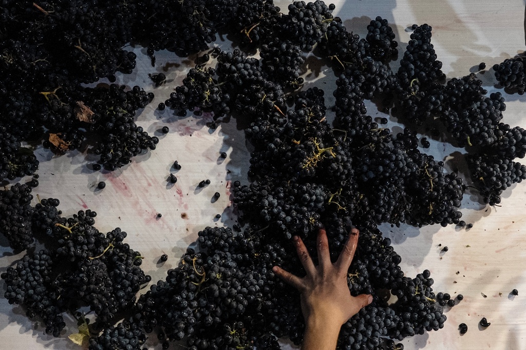A worker selects grapes at Mainova wine cellar at the Herdade da Fonte Santa vineyard near Vimieiro, Portugal, Wednesday, Sept. 17, 2025. (AP Photo/Ana Brigida)