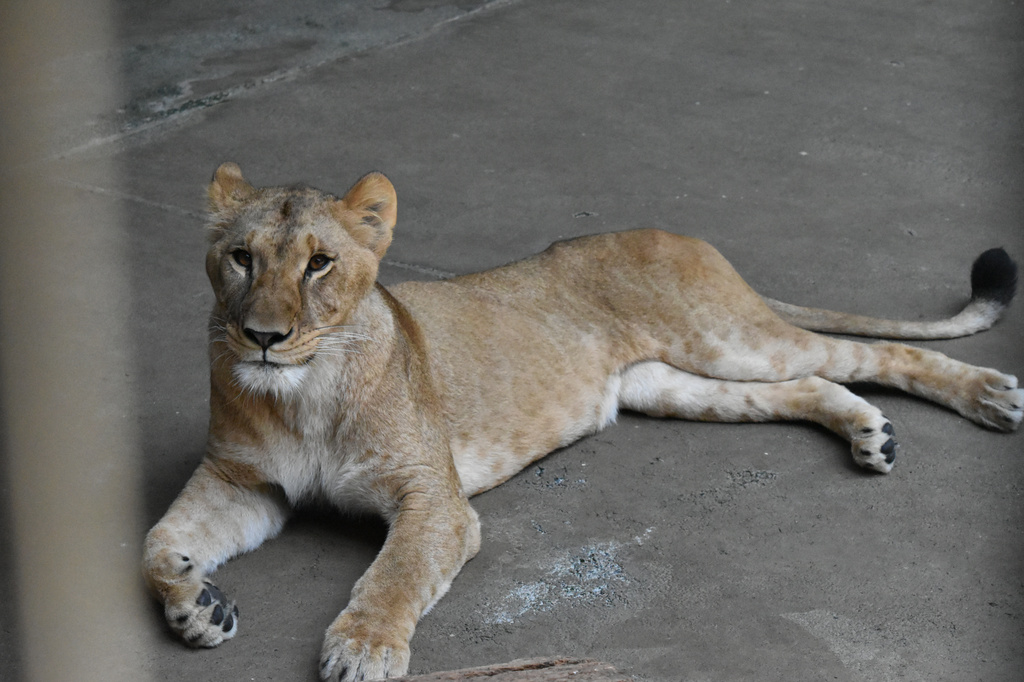 This photo provided by Tokyo Zoological Park Society shows lion "Mugi" at Tama Zoological Park in Tokyo in May 2025. (Tokyo Zoological Park Society via AP)