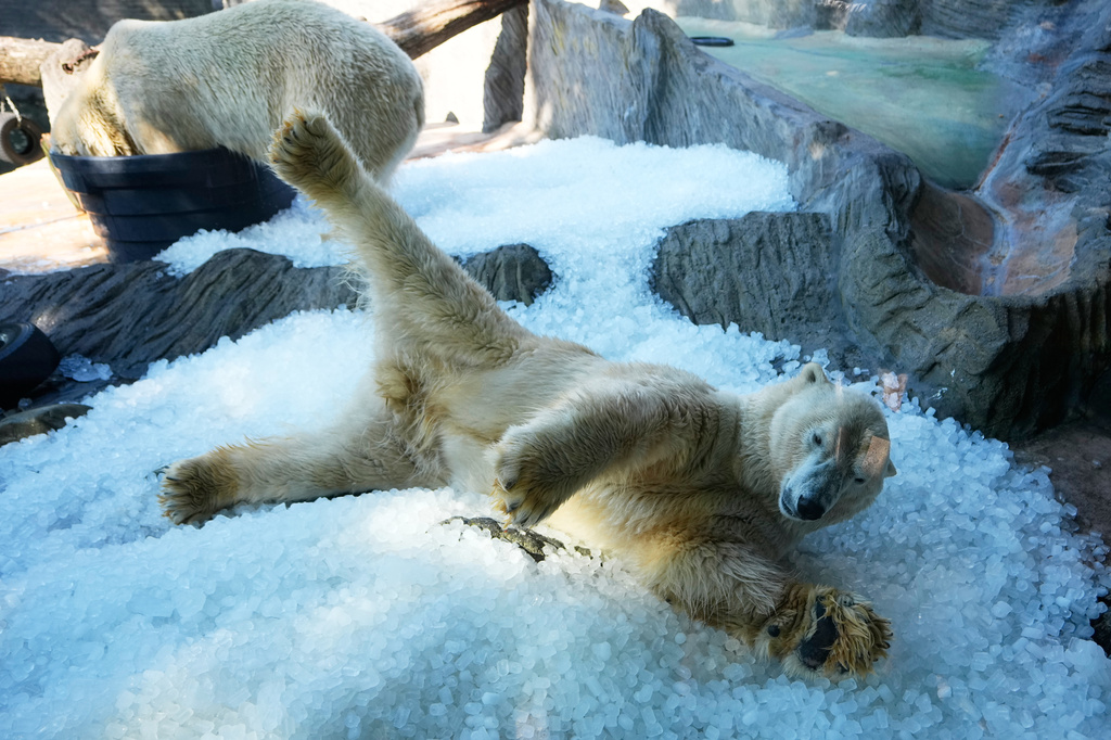 Polar bears cool down on a pile of ice that was brought to theirs enclosure on a hot and sunny day at the Zoo in Prague, Czech Republic, Thursday, July 30, 2026. (AP Photo/Petr David Josek)