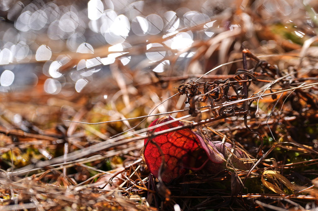 A native pitcher plant grows in a wetland on a former cranberry farm at Tidmarsh Wildlife Sanctuary, Saturday, March 14, 2026, in Plymouth, Mass. (Jamie Jiang/MIT Graduate Program in Science Writing via AP)