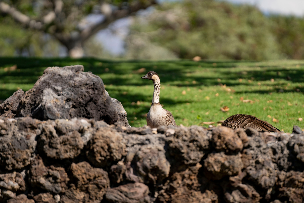 A nene is seen on a golf course, Tuesday, Dec. 2, 2025, in Waikoloa Village, Hawaii. (AP Photo/Mengshin Lin)