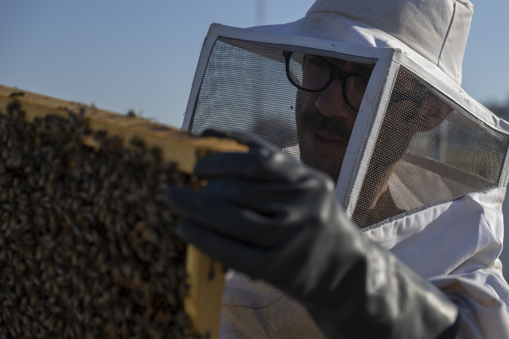 Nikos Chadjilias inspects a beehive's frame on a building's roof in the Ilioupoli suburb of Athens, Greece, May 29, 2025. (AP Photo/Michael Varaklas)