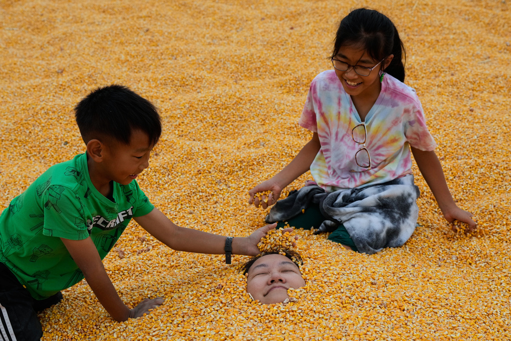 Brandon, left, and Carolyn Tang, right, cover their mother, Shelley, with kernels inside a pool of corn at Cool Patch Pumpkins in Dixon, Calif., Monday, Sept. 29, 2025. (AP Photo/Godofredo A. Vásquez)