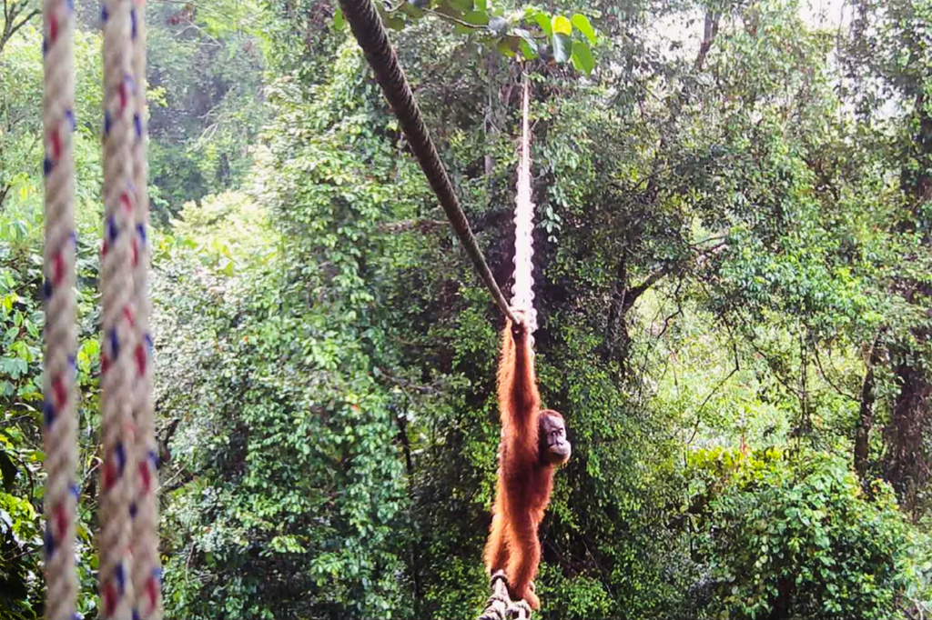 In this undated photo provided by Sumatran Orangutan Society/TaHuKah, a Sumatran orangutan crosses a canopy bridge that stretches over a road in Pakpak Bharat, North Sumatra, Indonesia. (Sumatran Orangutan Society/TaHuKah via AP)