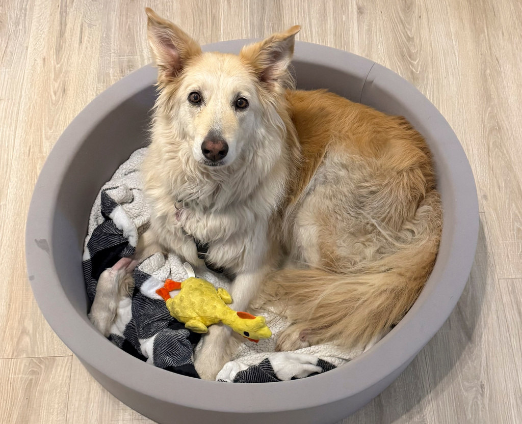This photo shows Abbie, a 9-year-old golden retriever mix, Monday, Jan. 5, 2026, in West Columbia, S.C. (Katy Cowan/Final Victory Animal Rescue via AP)