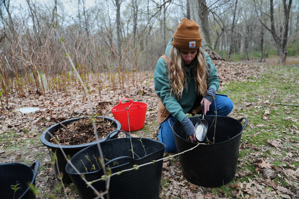 Sophie Colantuono, a program director at the Newport Tree Conservancy, places soil around tree seedlings as part of a collection effort Wednesday, April 22, 2026, in Newport, R.I. (AP Photo/Joshua A. Bickel)