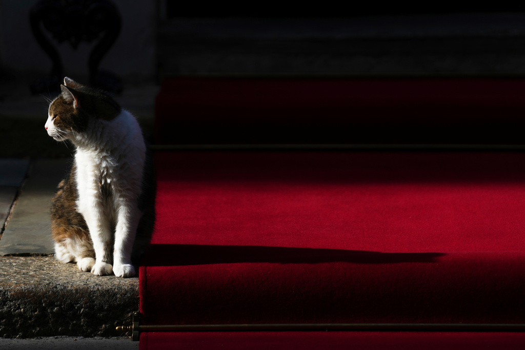 FILE - Larry the cat, Chief Mouser to the Cabinet Office, sits by the red carpet laid down outside 10 Downing Street in London, Wednesday, July 30, 2025. (AP Photo/Joanna Chan, File)
