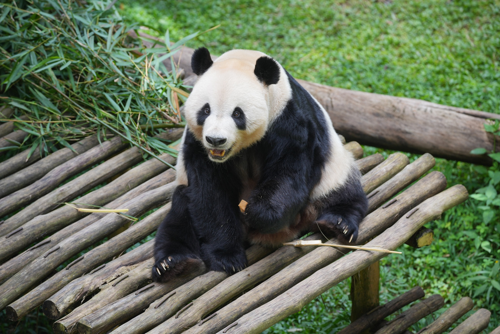 Cai Tao, a 15-year-old giant panda, the father of Satrio Wiratama, the first panda cub born in Indonesia, sits in his enclosure at Indonesia Safari Park, in Bogor, West Java, Indonesia, Tuesday, Jan. 6, 2026. (AP Photo/Dita Alangkara)