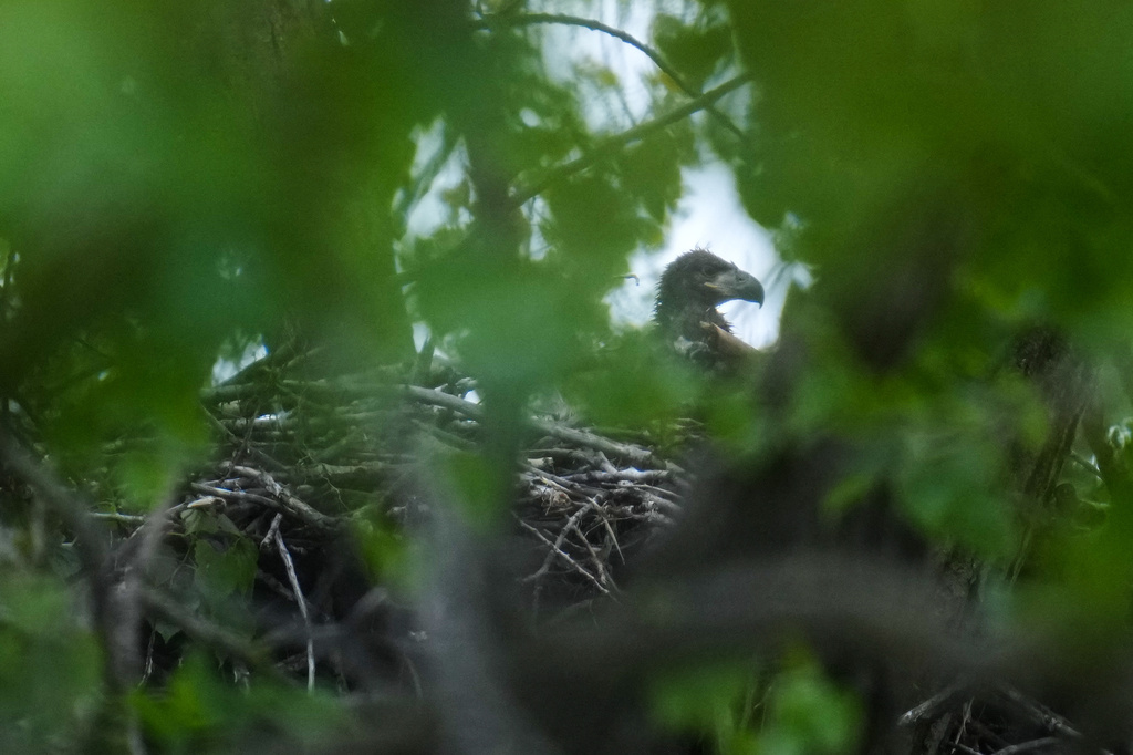 A bald eaglet raises its head from a nest in Park No. 597 on the south side of Chicago, Tuesday, May 12, 2026. (AP Photo/Erin Hooley)