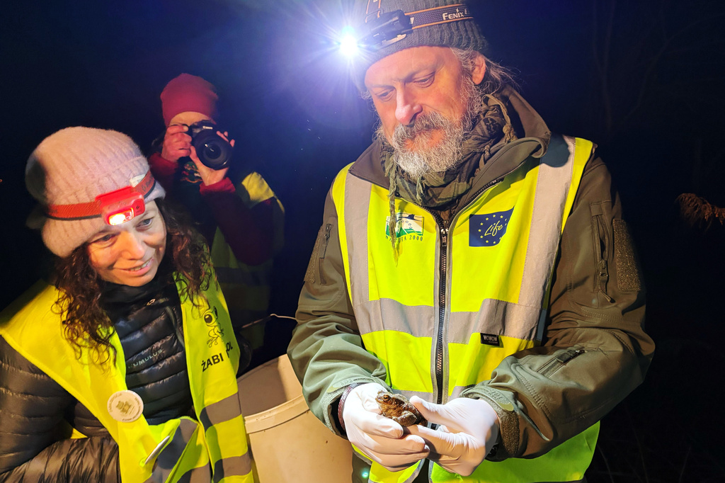 Katarzyna Jacniacka, left, and biologist Krzysztof Klimaszewski examine a common toad during a 'Frog Patrol' in Otrebusy, Poland, Monday, March 30, 2026. (AP Photo/Claudia Ciobanu)