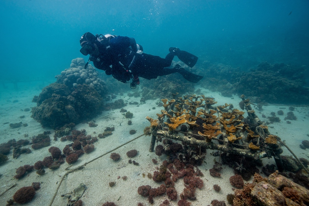 Michael del Rosario, environmental education coordinator at Fundemar, checks the Acropora palmata or elkhorn coral nursery in Bayahibe, Dominican Republic on Oct. 17, 2025. (AP Photo/Francesco Spotorno)