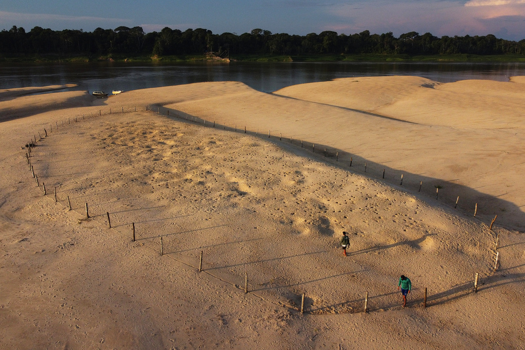 Environmental agents of the Chico Mendes Institute inspect nests after turtle hatchlings (podocnemis expansa) emerged at the Abufari Biological Reserve, in Tapaua, Amazonas state, Brazil, Monday, Nov. 17, 2025. (AP Photo/Edmar Barros)