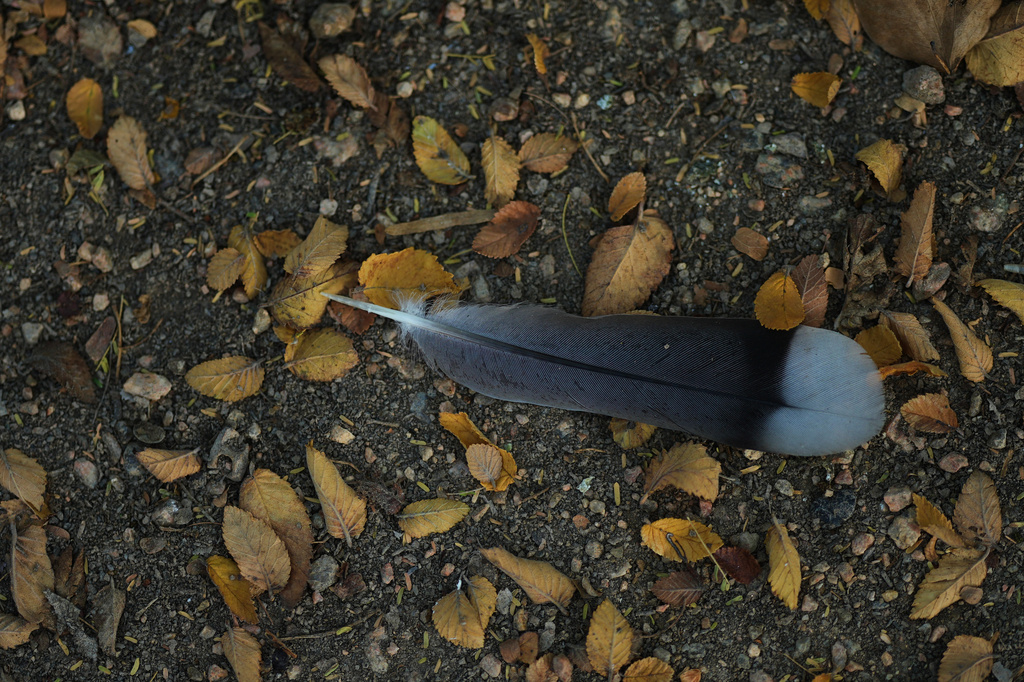 A bird feather rests on leaves at the Santa Ana Wildlife Refuge in Alamo, Texas, Monday, Aug. 24, 2026. (AP Photo/Eric Gay)