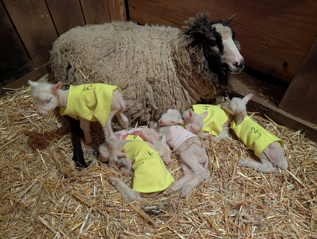 In this photo provided by the Clover and Bee Farm, a ewe and her sextuplet lambs rest at the farm in Underhill, Vt., on Thursday, April 9, 2026. (Anne O'Connor/Clover and Bee Farm via AP)