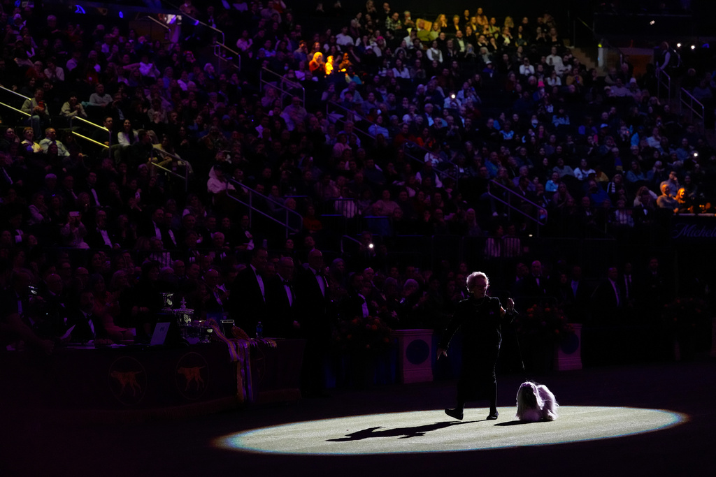 JJ, a Lhasa Apso, competes in the Best in Show competition of the 150th Westminster Kennel Club Dog Show, Tuesday, Feb. 3, 2026, in New York. (AP Photo/Yuki Iwamura)