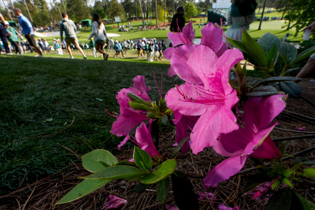 Patrons walks past azaleas on the 16th hole during a practice round ahead of the Masters golf tournament at the Augusta National Golf Club, Wednesday, April 8, 2026, in Augusta, Ga. (AP Photo/David J. Phillip)