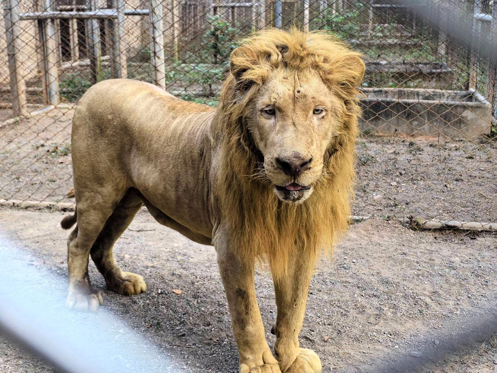 This handout photo provided by Department of National Parks, Wildlife and Plant Conservation of Thailand shows a rescued lion in a wildlife breeding center in Ratchaburi, Thailand, Thursday, Dec. 25, 2025. (Department of National Parks, Wildlife and Plant Conservation of Thailand via AP)