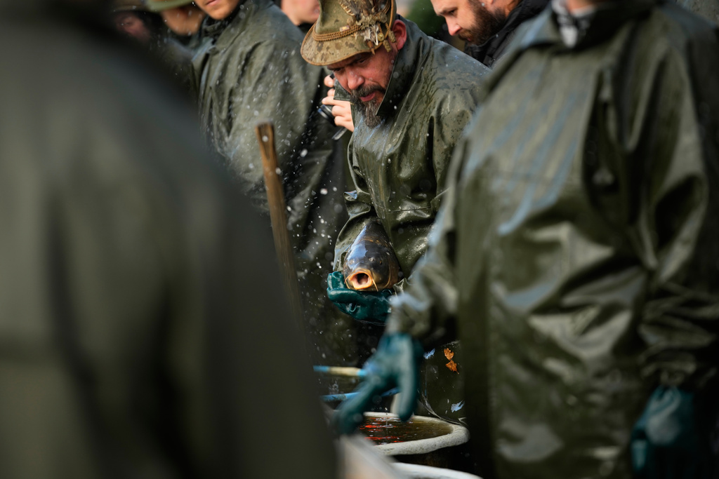 Fishermen sort fish during a traditional fish haul of the Rozmberk pond near the town of Trebon, Czech Republic, Friday, Oct. 17, 2025. (AP Photo/Petr David Josek)