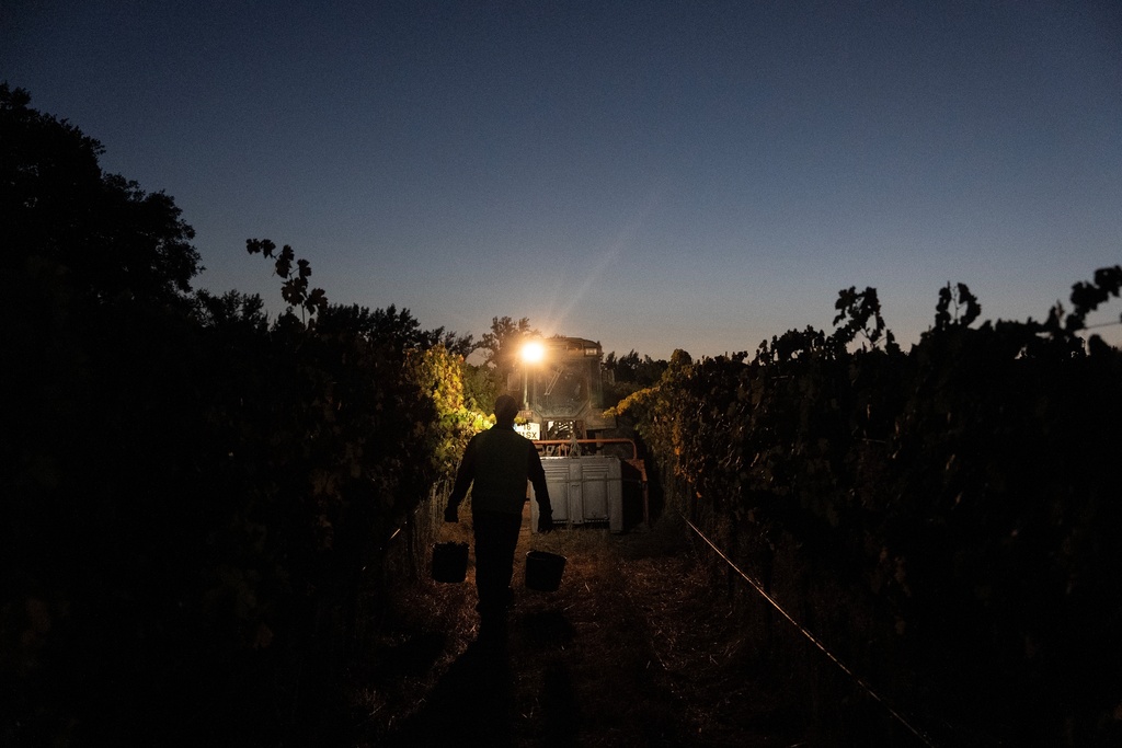 A worker takes buckets full of wine grapes to be unloaded on a tractor at sunrise after having worked through the night at the Herdade da Fonte Santa vineyard near Vimieiro, Portugal, Wednesday, Sept. 17, 2025. (AP Photo/Ana Brigida)
