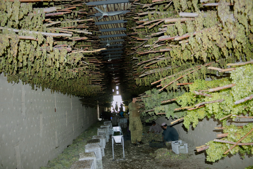 Green grapes are hung on wooden racks to dry at a warehouse in Zhari district, Kandahar province, Afghanistan, Wednesday, Aug. 12, 2026. (AP Photo/Sibghatullah)