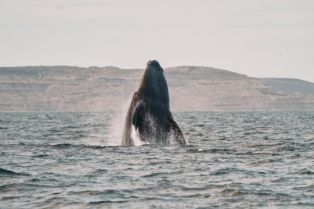 A Southern Right Whale breaches off the coast of Puerto Piramides, Argentina, Saturday, Oct. 4, 2025. (AP Photo/Victor R. Caivano)